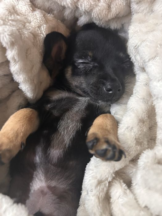 Pinczer miniatura Ratlerek