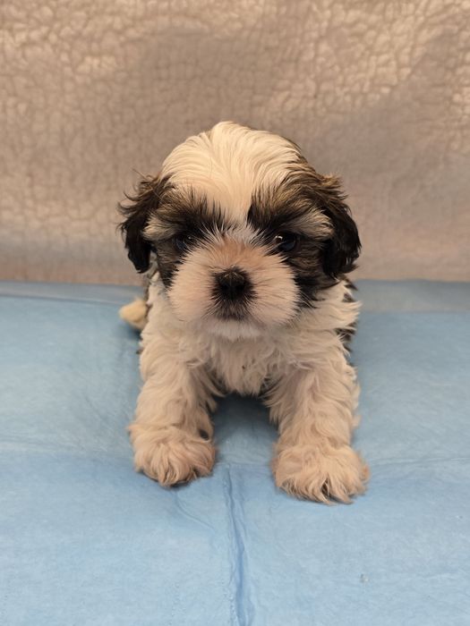 Śliczny piesek Shit Tzu