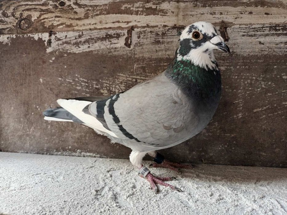 Продам самку. Румунка.