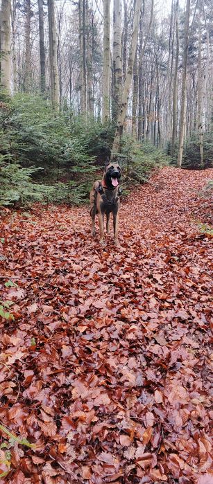 Бельгійська вівчарка(малінуа)кобель для в'язки