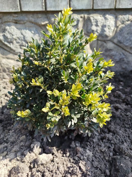 Самшит. Кущі самшиту