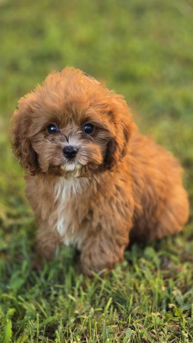 Cudny maluch Cavapoo – szuka kochającego domu!