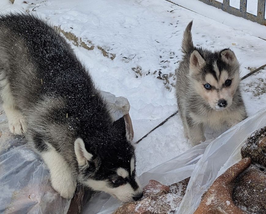 Сибірський хаскі