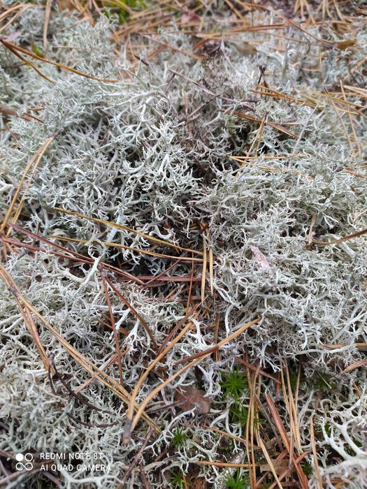 Ягель Лісовий мох сухий