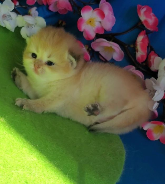Ручные лапули, котята золотая шиншилла