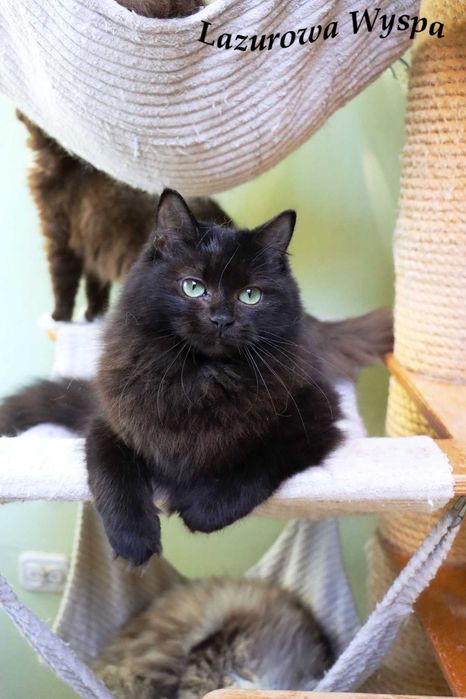 Ragdoll Czarna Perła