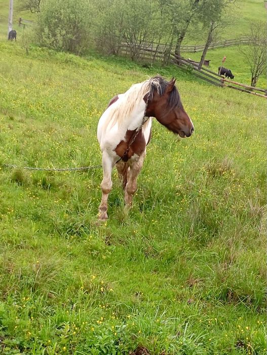 Продам __коня___