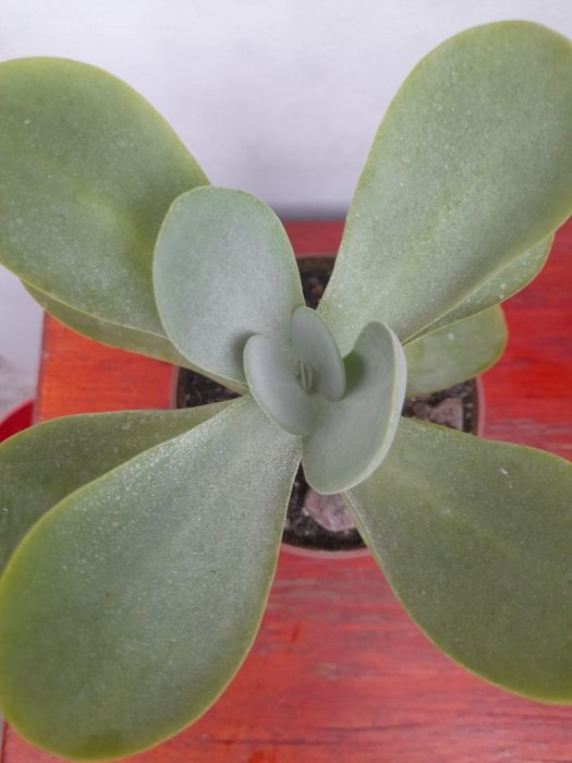 Хавортия , гастерия ...суккуленты, Хлорофитум