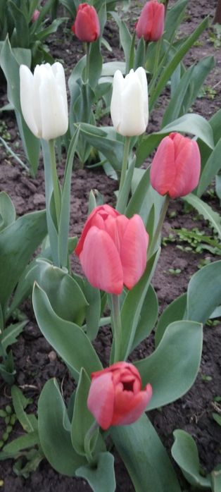 Квіти, тюльпани, букети