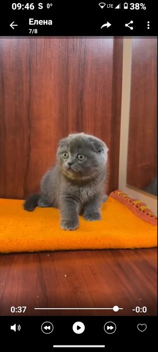 Шотландська дівчинка