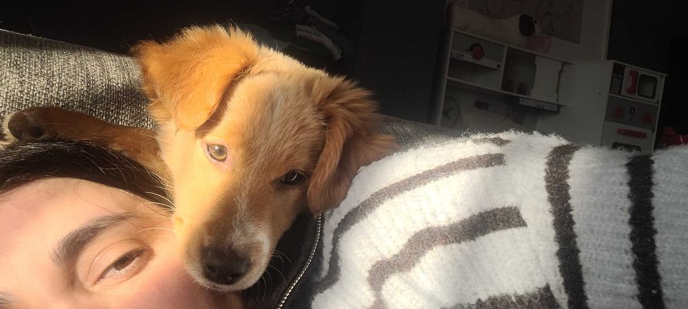 Cadelinha para adopção