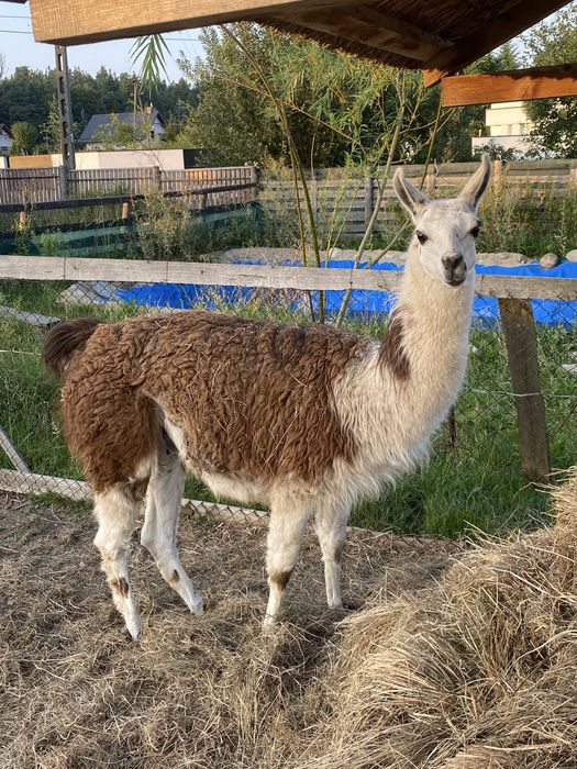 Sprzedam stado lam , samiec, samica, samiec