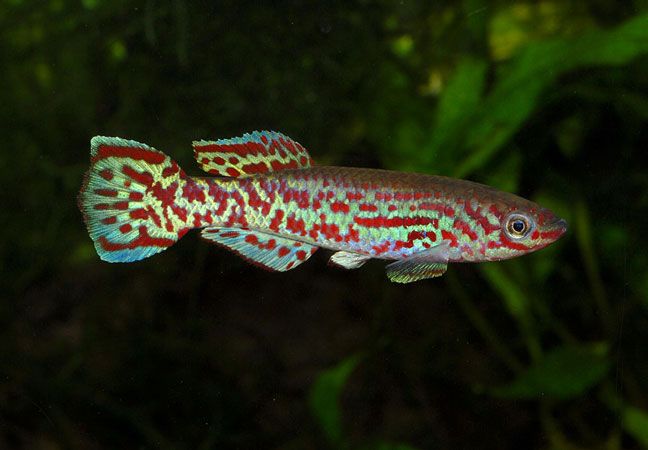 GB Proporczykowiec Gardnera