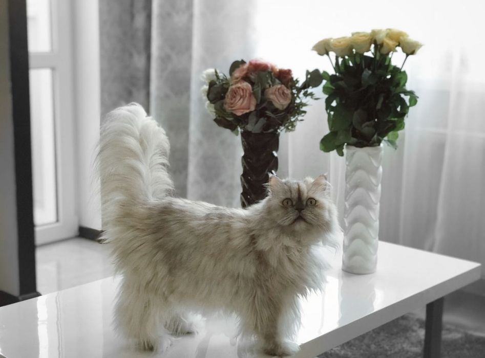 Стол кофейный в гостиную