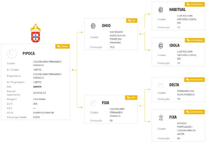 Egua puro sangue lusitana