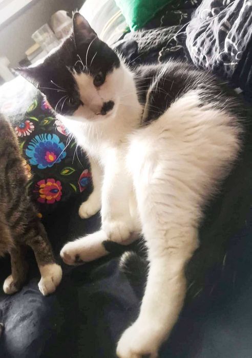 PILNE! Szukamy DOMU dla Conchity!