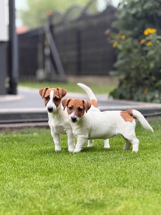 Jack Russell Terrier od # SMARTIE JACKS # rodzice FCI/ZKwP pure breed FEMALE