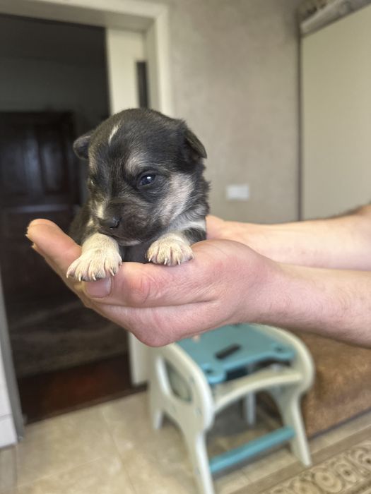 Цуценята відаю безкоштовно не агресивні , малої породи двіночки