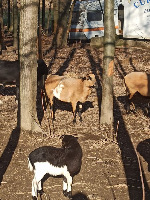 Owca kameruńska, owca po wykocie, owca z 2021