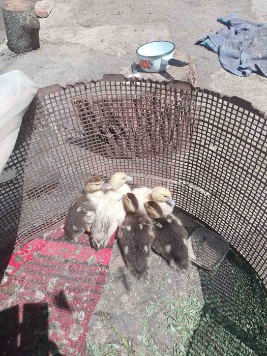 Каченята шипунів