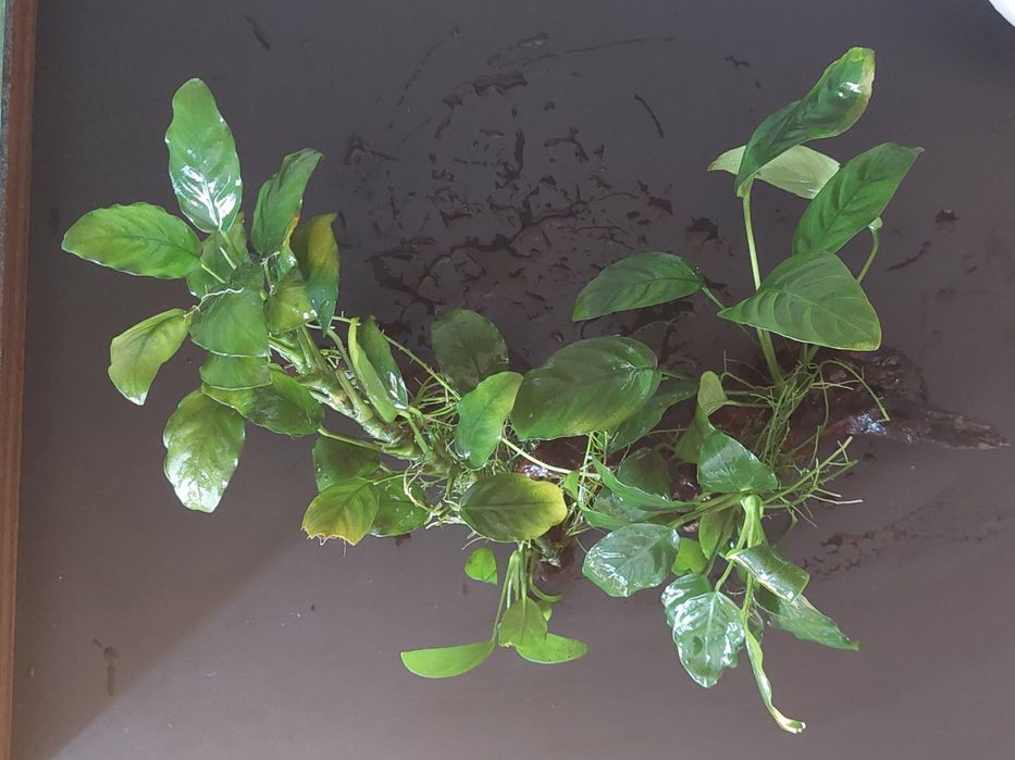 Anubias na korzeniu