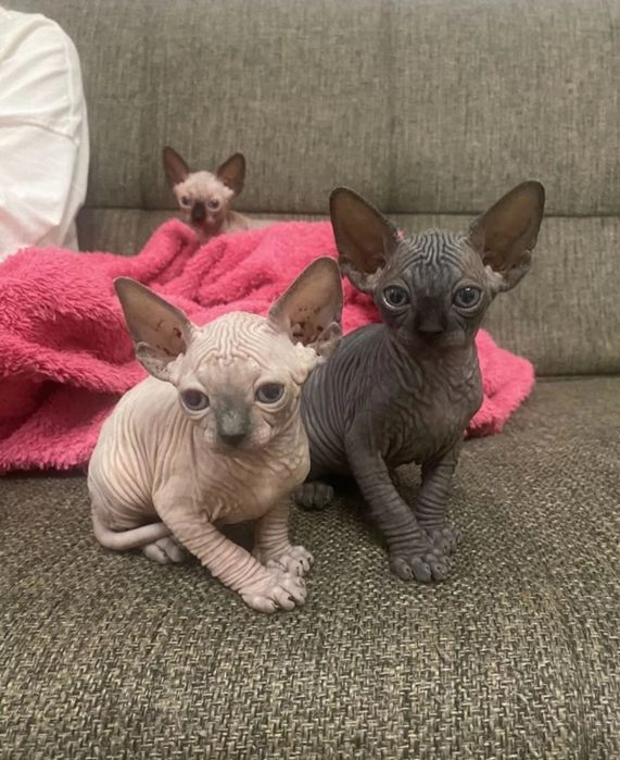 Канадские сфинксы котята