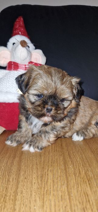 Malutki piesek shitzu