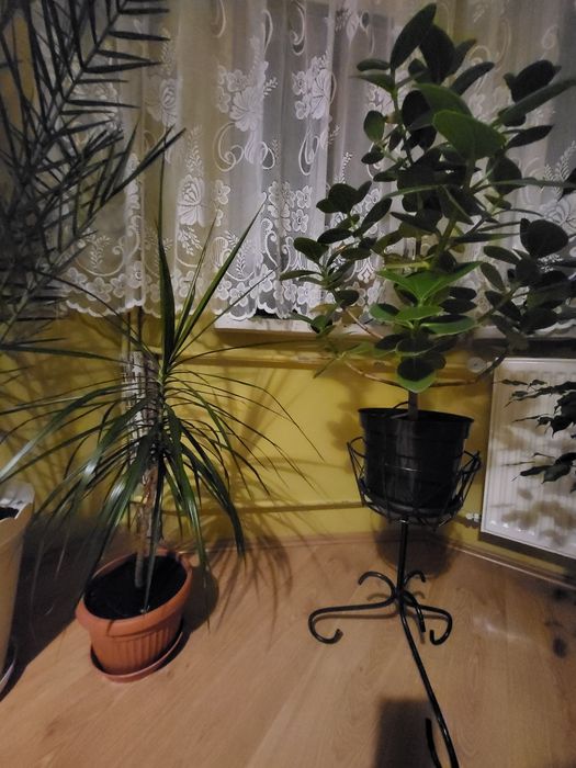 Sprzedam monstera dracena  Palma Szaflara aloes clusia fikus
