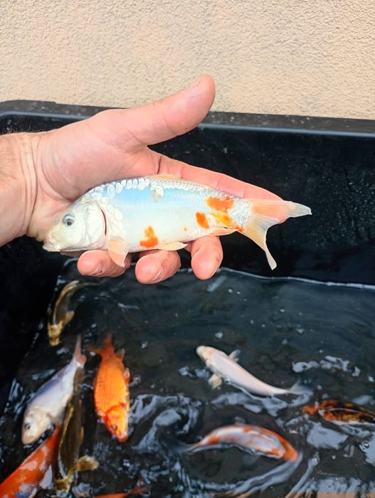 Karp koi 15-20cm I większe. Karaś kolor , złota orfa.