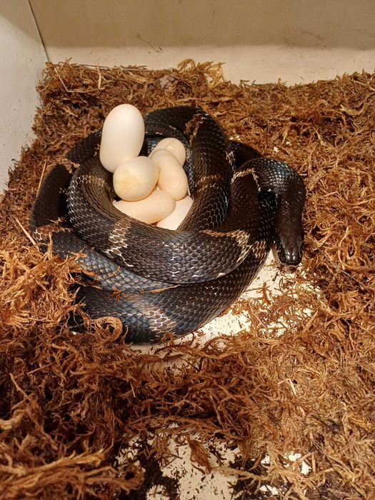 Węże amurskie ( Elaphe schrenckii) młode.