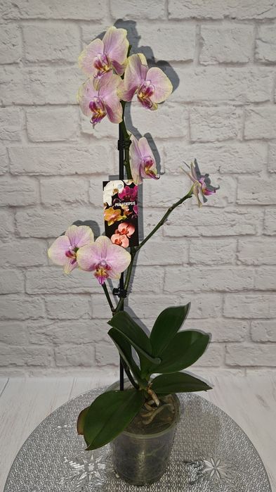 Орхідеї Квіти Сорт Дикий кіт Бамбула Бронзовий будда Пиріг Роттердам