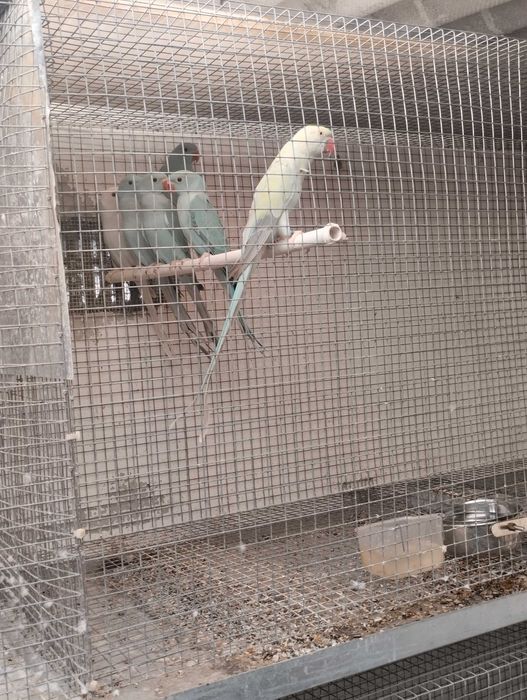 Ringnecks azuis 2023