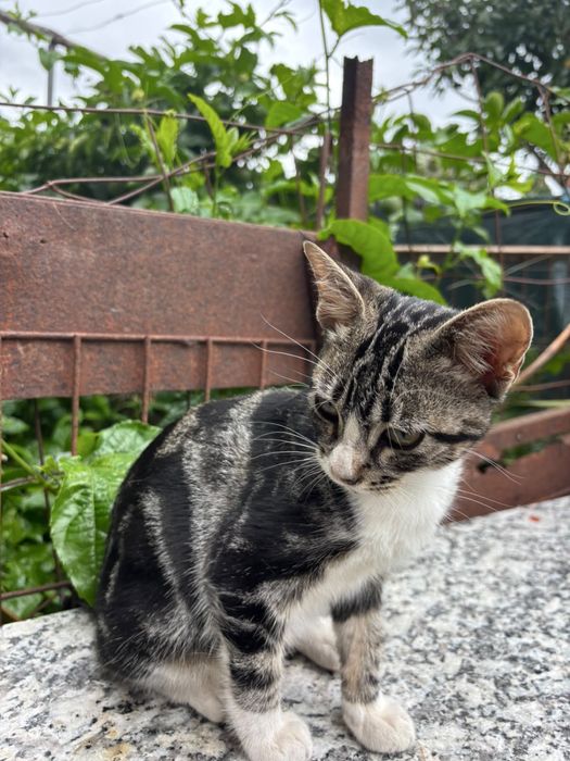 Gatinhos para adoçao