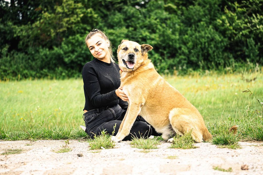 Flop - duży psi senior szuka domu