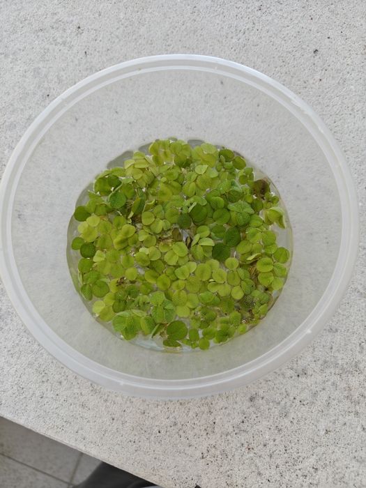Salvinia e Musgo Java