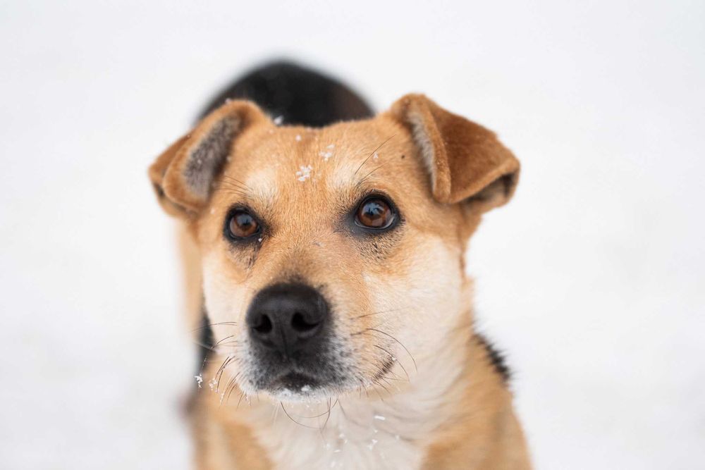 KABILO - posłuszny i bystry młodziak z potencjałem