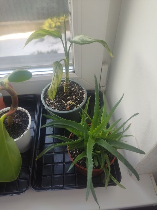 Рослини кімнатні