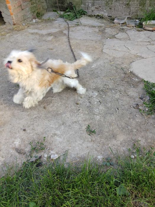 Pies mieszanka shih tzu