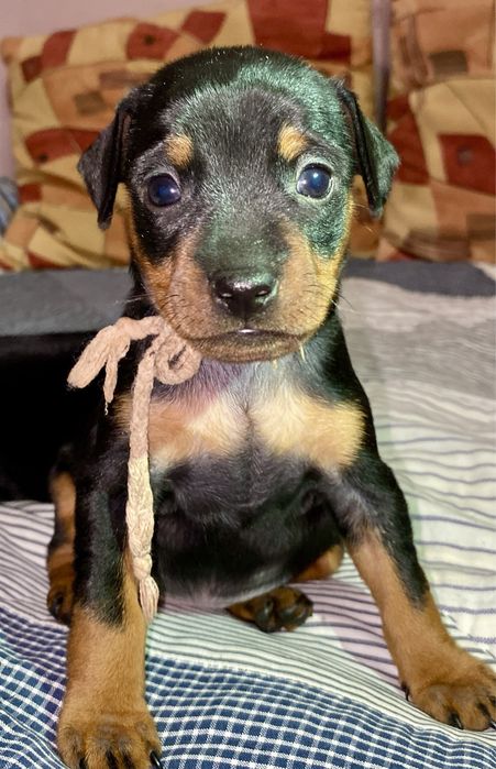 Дітки мінікі цверг