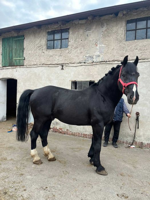 Stanówka ogierem Śląskim Lotos