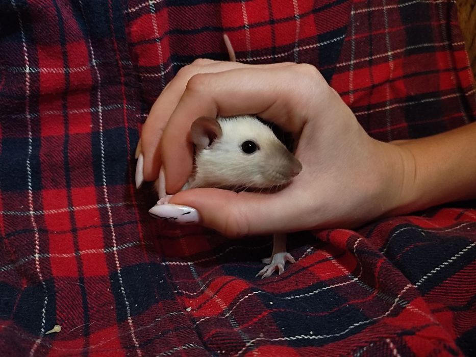 Крыски декоративные. Крысята. Крысы