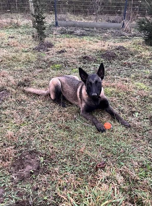 Хлопчик та дівчинка щенята бельгийской вівчарки малінуа!