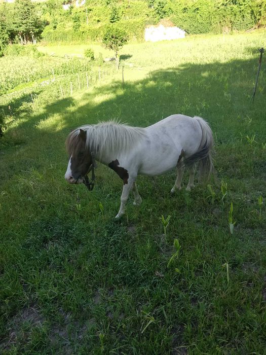 Ponei tipo shetland