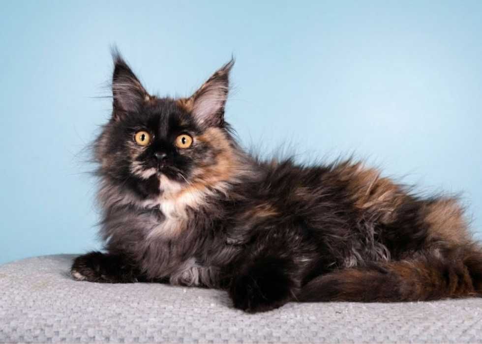 Виставкові Мейн-куни‼️ Купити кошеня Мейн-кун