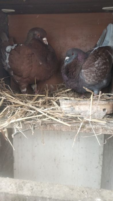 Gołębie Kingi  ...