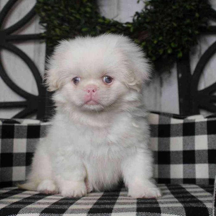 Большая редкость щенки пекинеса в окрасе пинк! Альбинос!