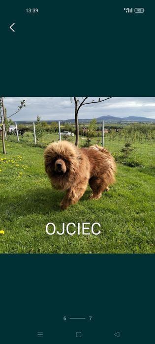 Mastif tybetański - suczka