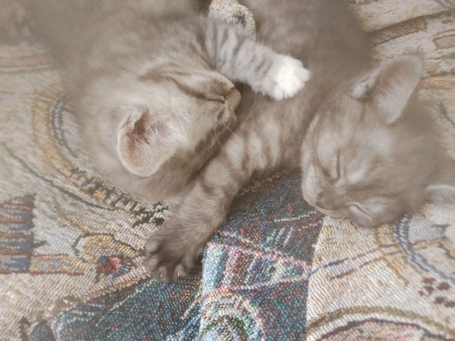 Продам котіков кошичка і котік по 2месеца