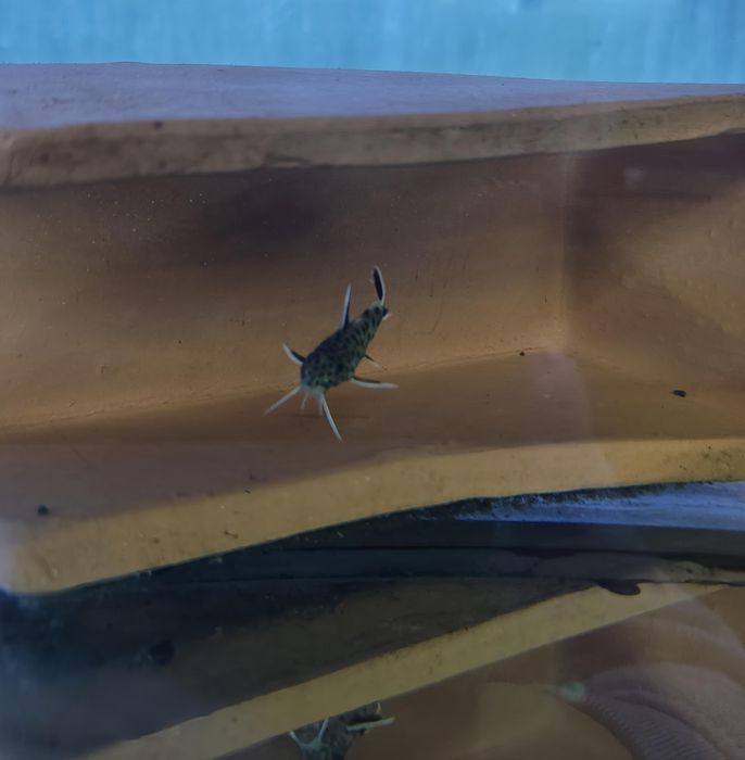 Synodontis  petricola