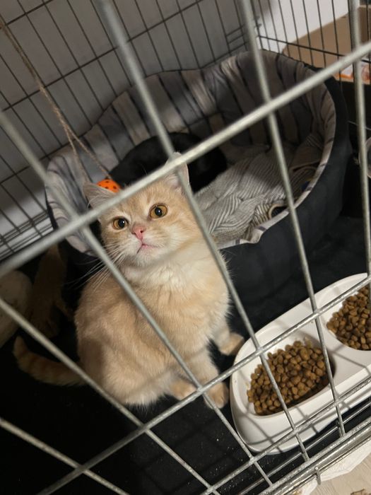 Кошенята шукають дім